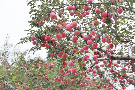 苹果挂满枝头