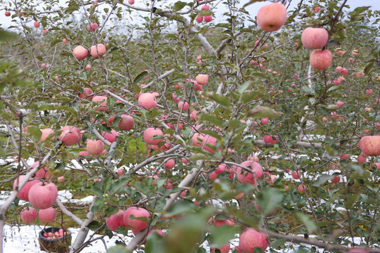 秋天熟透了的苹果