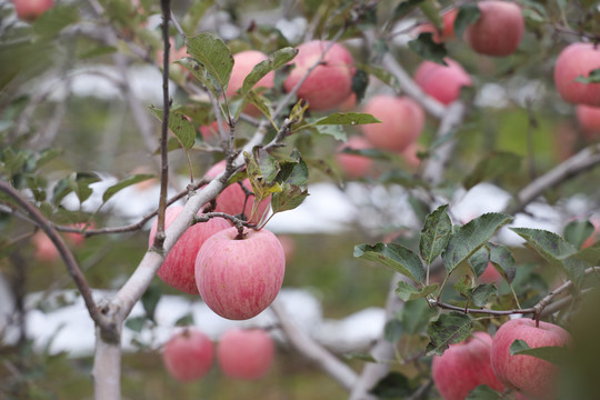 红富士苹果树
