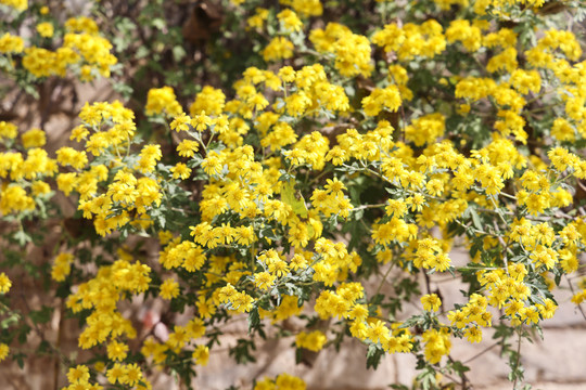 山菊花