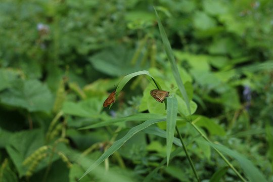 草叶上的两只苎麻珍蝶