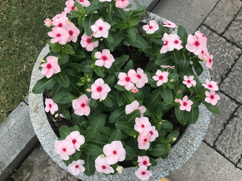 长春花