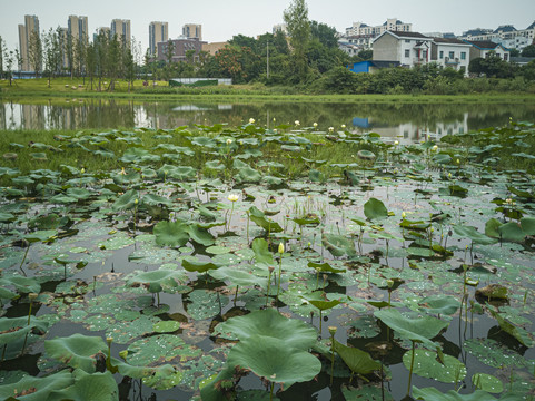 湿地公园荷花