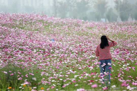 格桑花