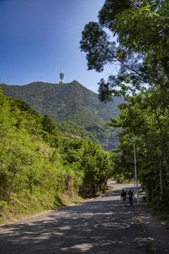 登梧桐山