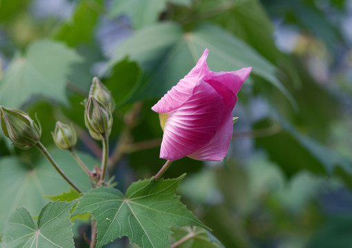 木芙蓉