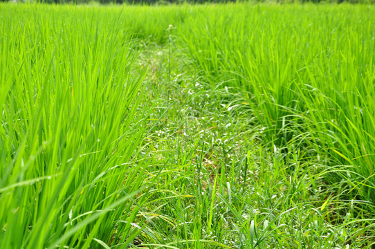 田园风光
