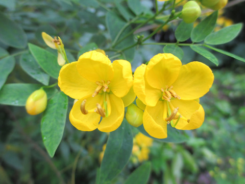 黄花槐