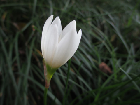 麦冬