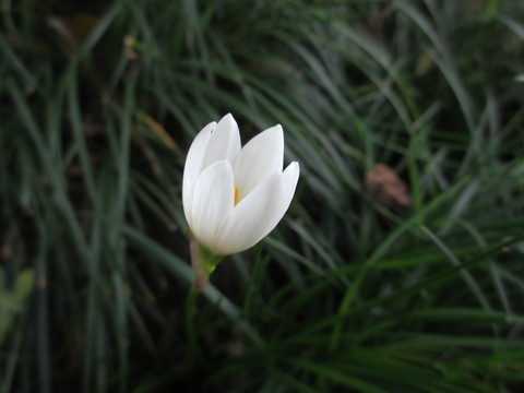 麦冬