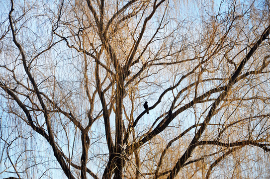 北京冬天树木