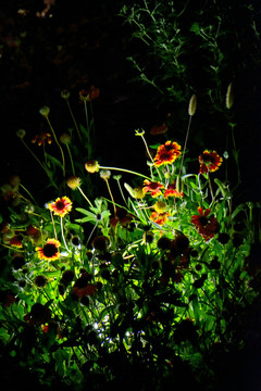 夜景花卉