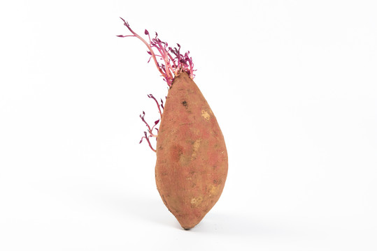 发芽的红薯