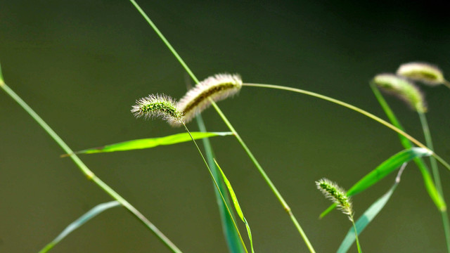 狗尾草