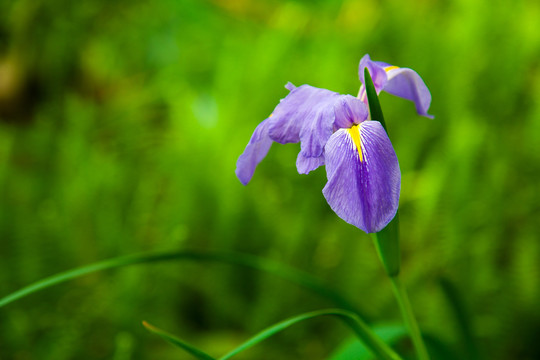 花菖蒲