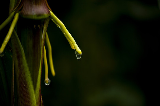 植物根特写