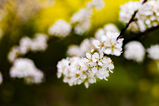 李花