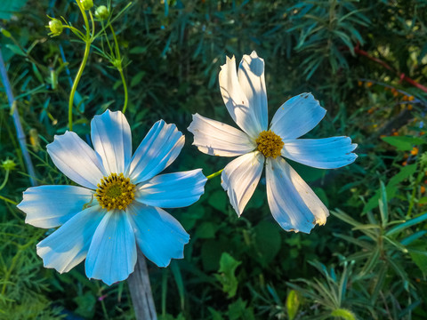 白色格桑花