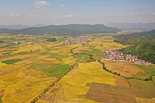 江西铅山秋色染黄大地