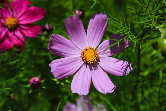 坝上草原格桑花