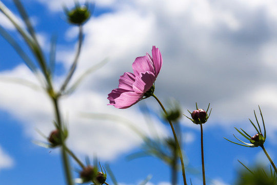 坝上草原格桑花