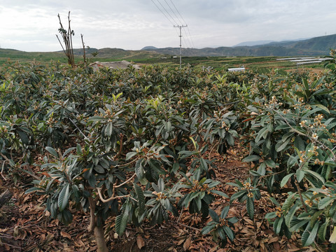 琵琶园种植基地