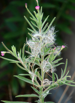 柳叶菜科植物小花柳叶菜