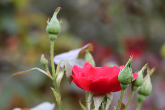 红色的月季花