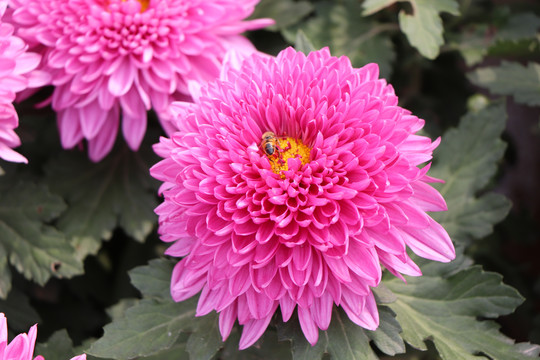 粉色的菊花花朵花芯