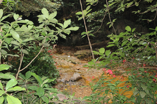 肇庆鼎湖山风景区