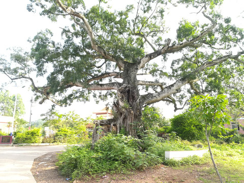 村口榕树