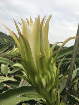 火龙果花