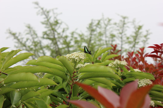 盛开的红叶石楠花与木兰青凤蝶