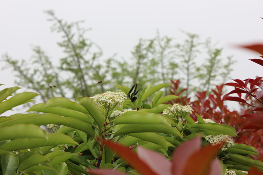 盛开的红叶石楠花与木兰青凤蝶