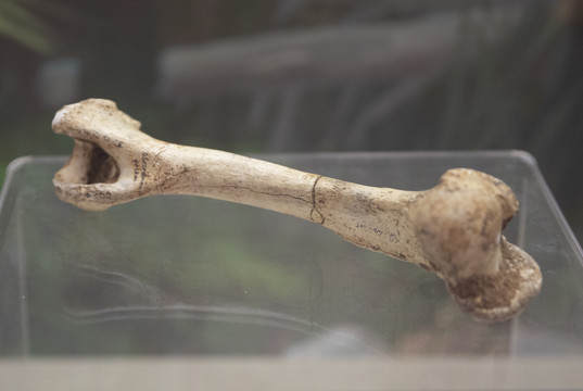旧石器时代最后鬣狗肱骨化石