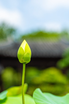 上海古猗园夏天