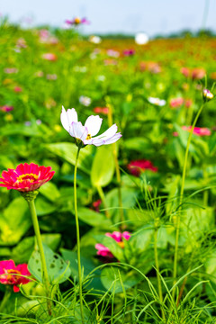上海嘉北郊野公园花圃花园