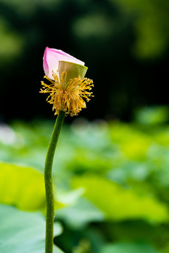 荷花莲蓬莲花