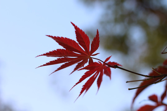 红枫叶