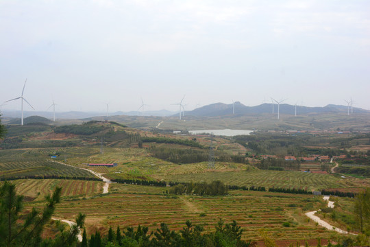 田野