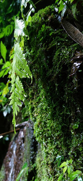 苔藓植物