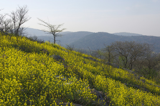 山野芥菜花