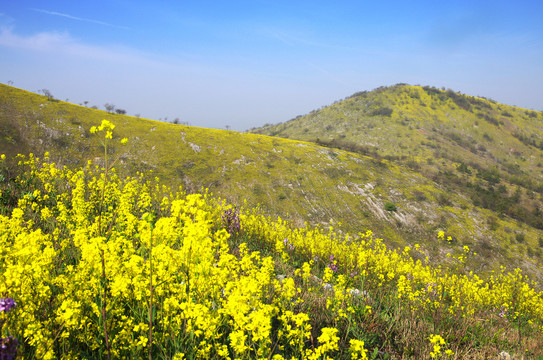 鲜花开满山