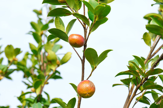 山茶果