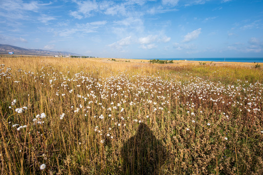 青海湖畔油菜花005