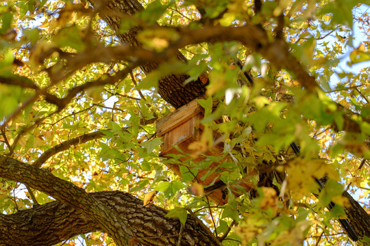 家乡秋天的枫叶枫树蜂蜜养蜂房