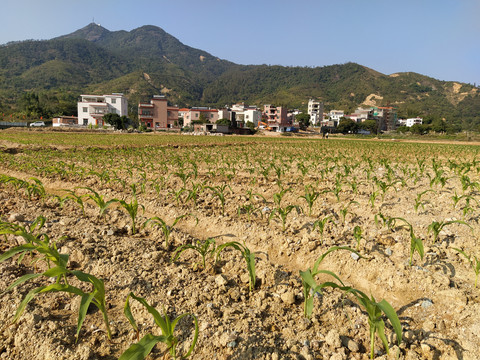 玉米种植地