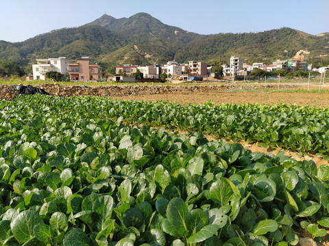 新农村菜地