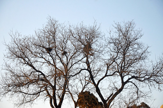北京冬天树木