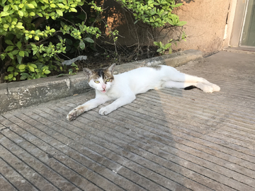 慵懒的小猫